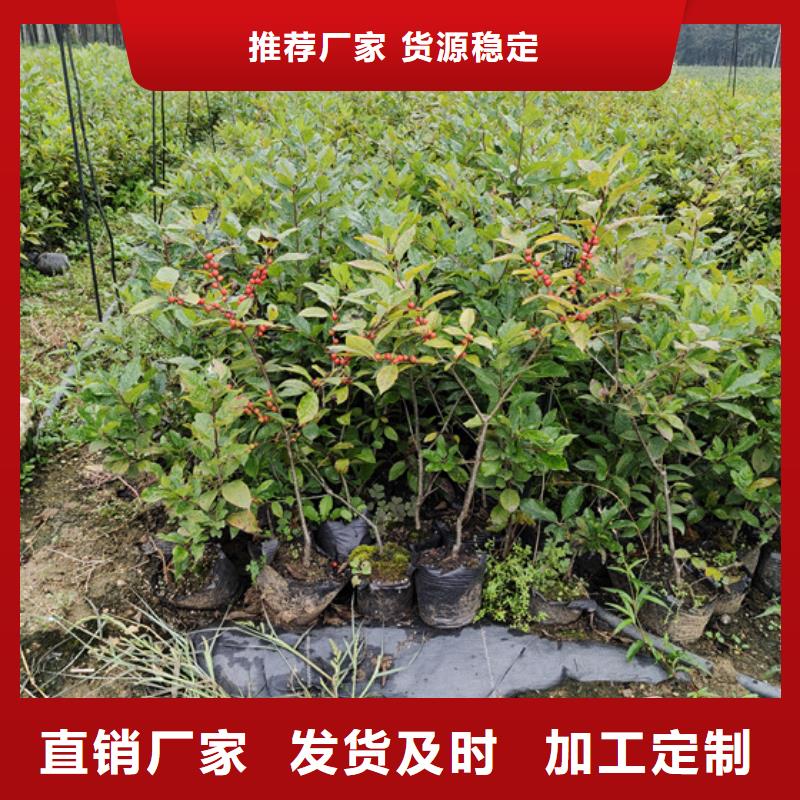 北美冬青苗批发