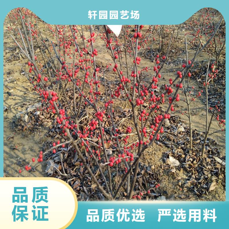 北美冬青-樱桃苗敢与同行比价格