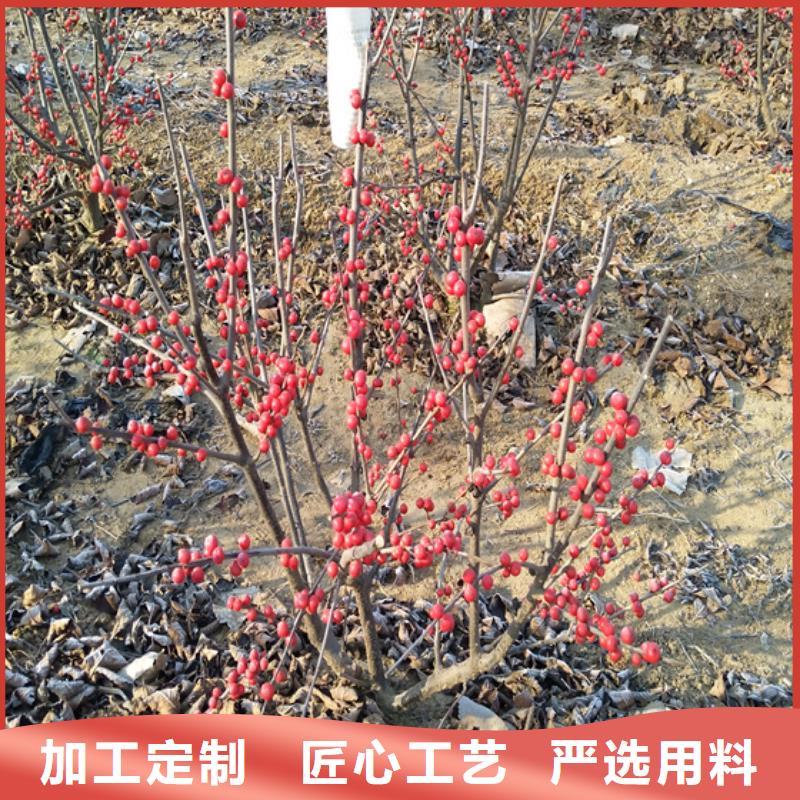 北美冬青苗怎么卖