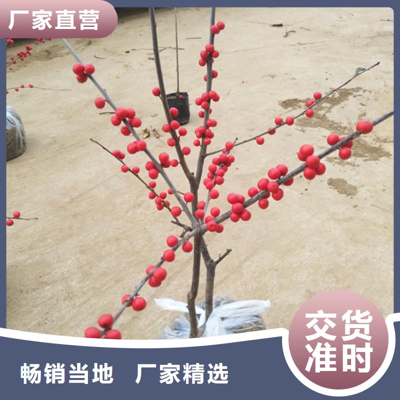 北美冬青-樱桃苗敢与同行比价格