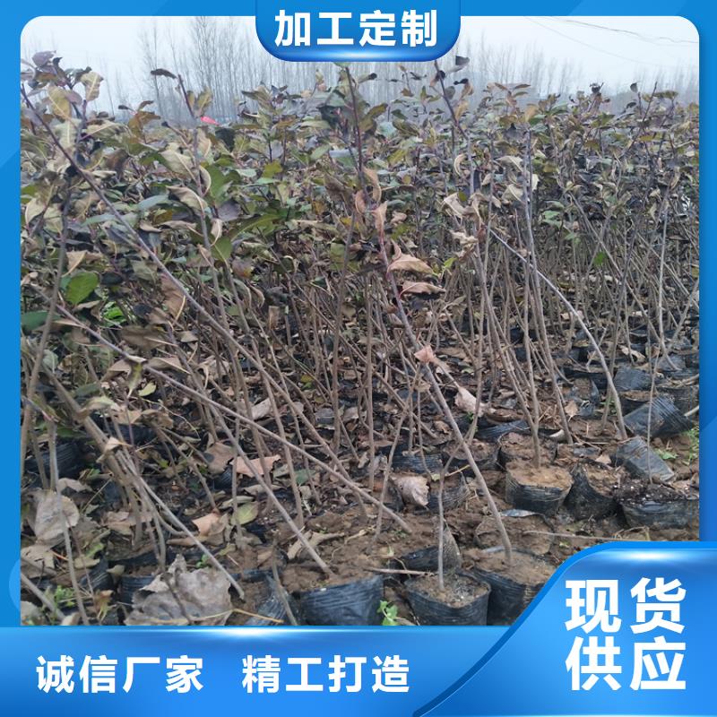 北美冬青苗怎么卖