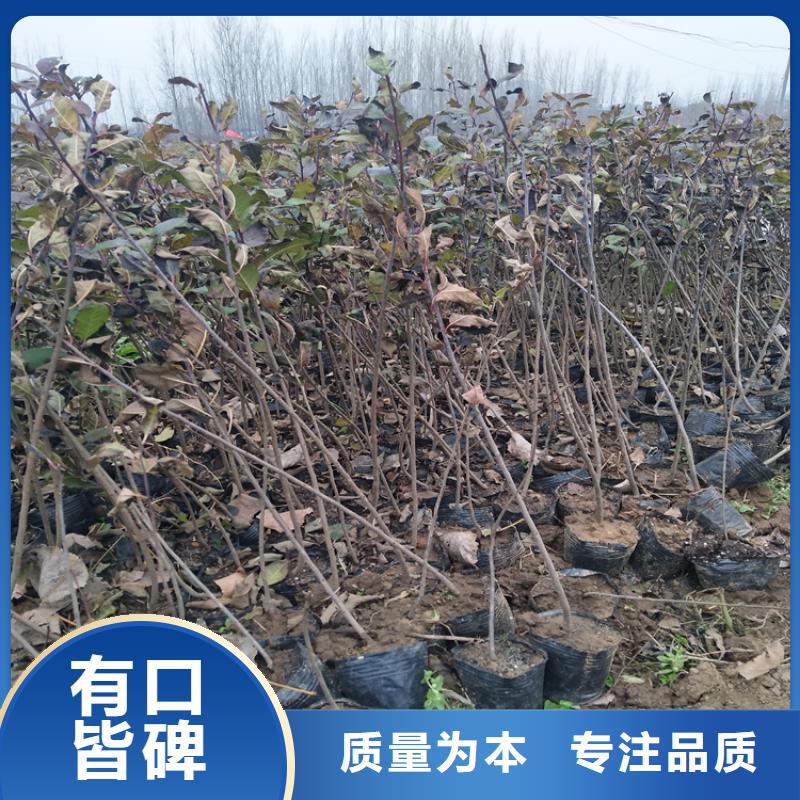 北美冬青-樱桃苗敢与同行比价格