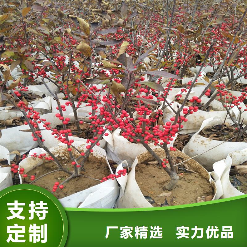 北美冬青-樱桃苗敢与同行比价格