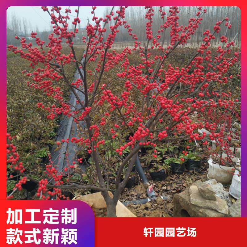 北美冬青_樱桃苗支持拿样