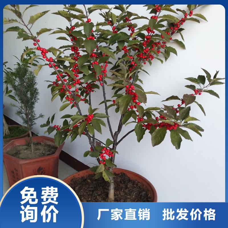 北美冬青的养护方法批发零售