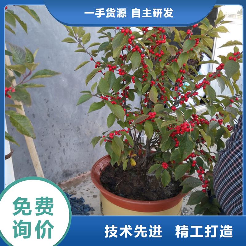 北美冬青-樱桃苗敢与同行比价格