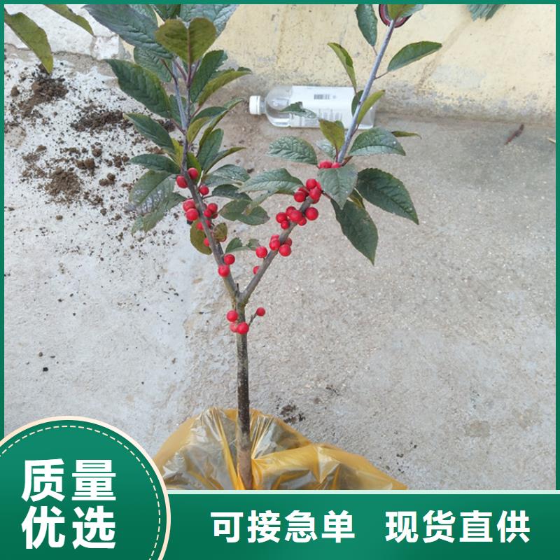 北美冬青_樱桃苗支持拿样