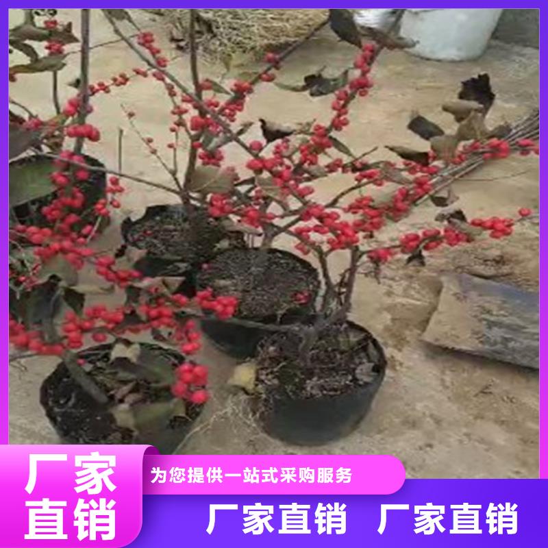 北美冬青-樱桃苗敢与同行比价格