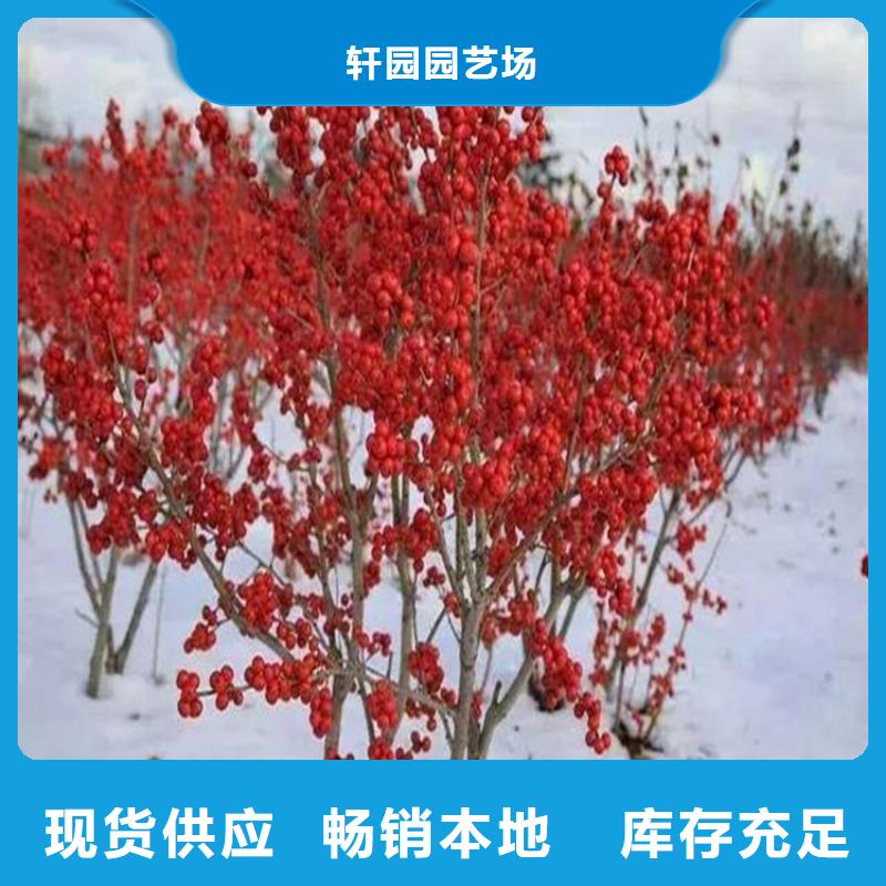 北美冬青苹果苗品种全