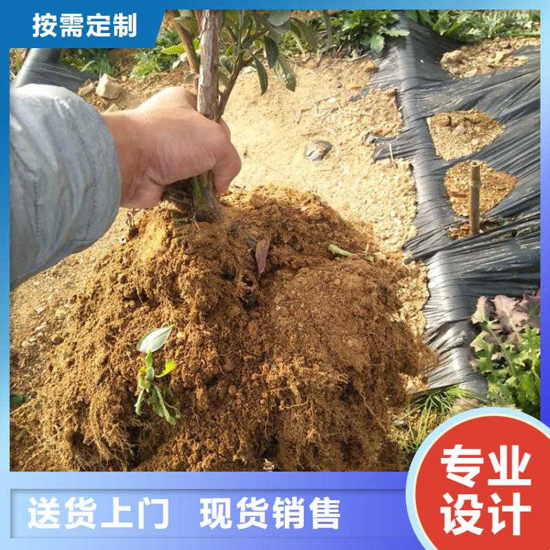 蓝莓苗无花果苗规格齐全实力厂家