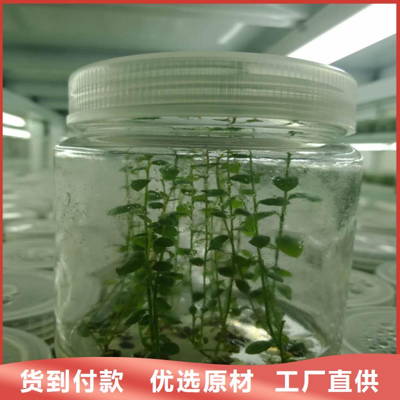蓝莓苗欢迎咨询