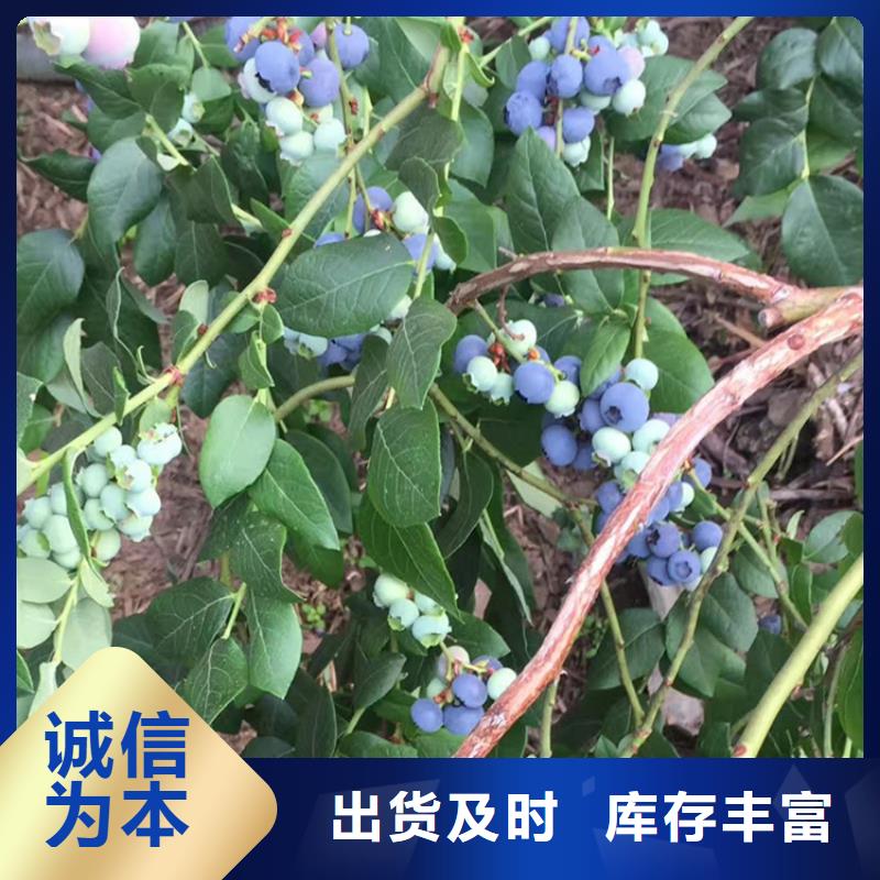 蓝莓苗根系发达