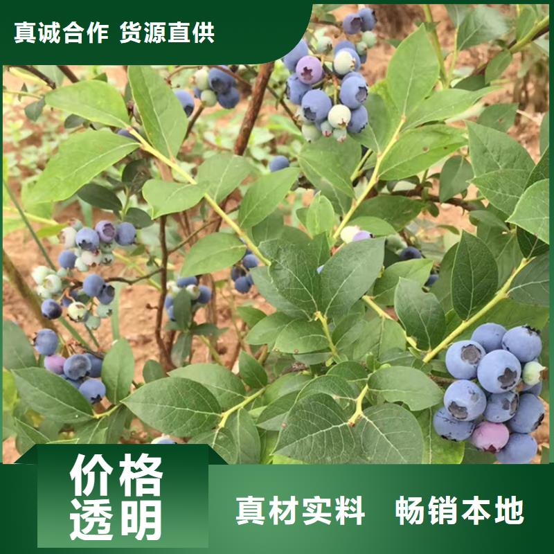 蓝莓苗欢迎咨询