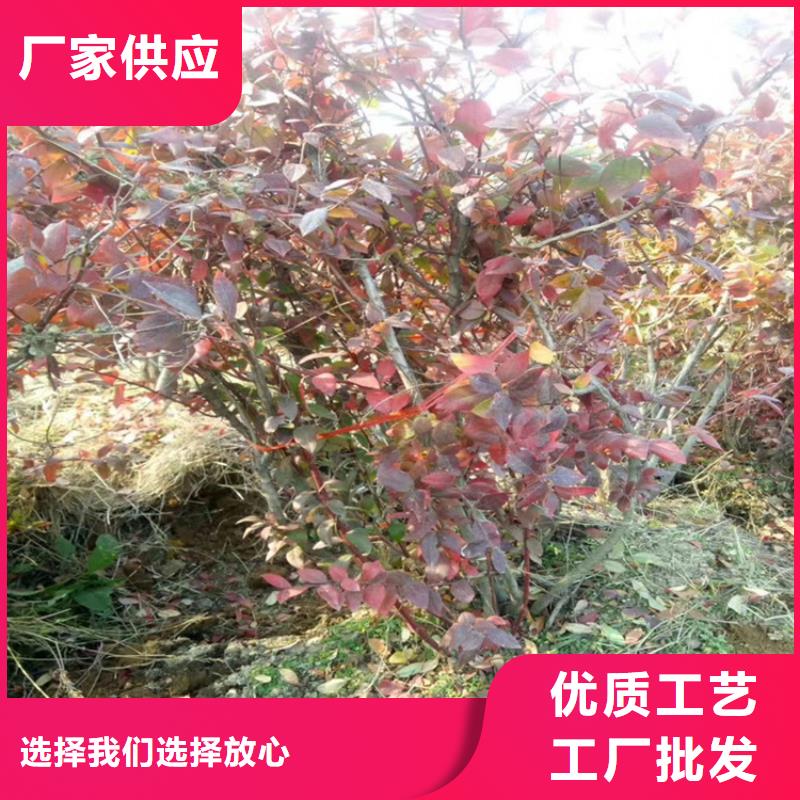蓝莓苗无花果苗规格齐全实力厂家