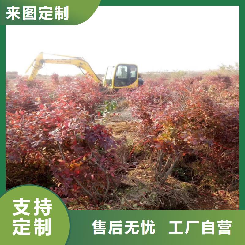 结果蓝莓树基地