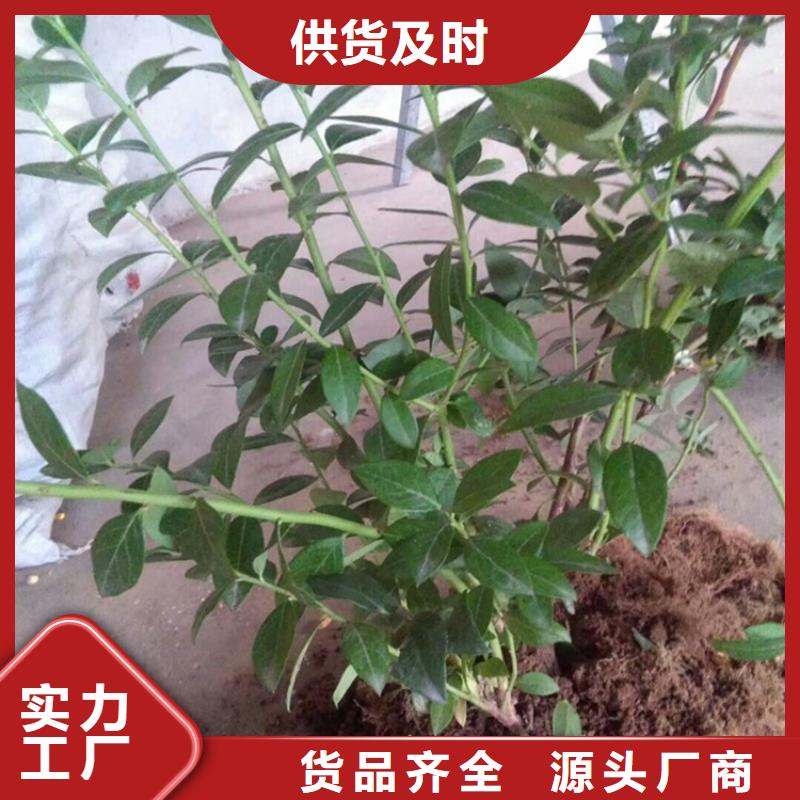 【蓝莓苗樱桃苗款式多样】