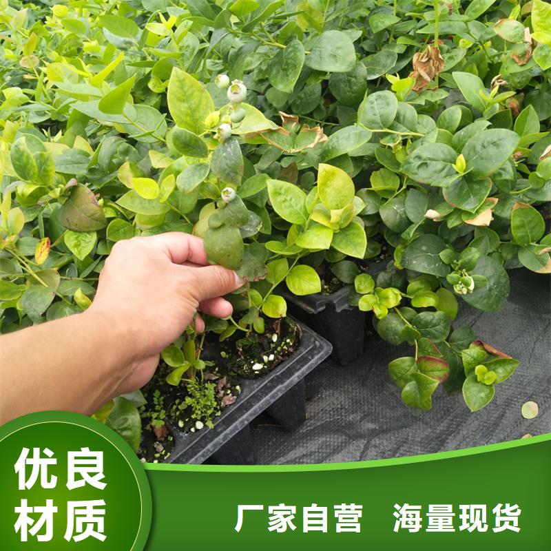 蓝莓苗欢迎咨询