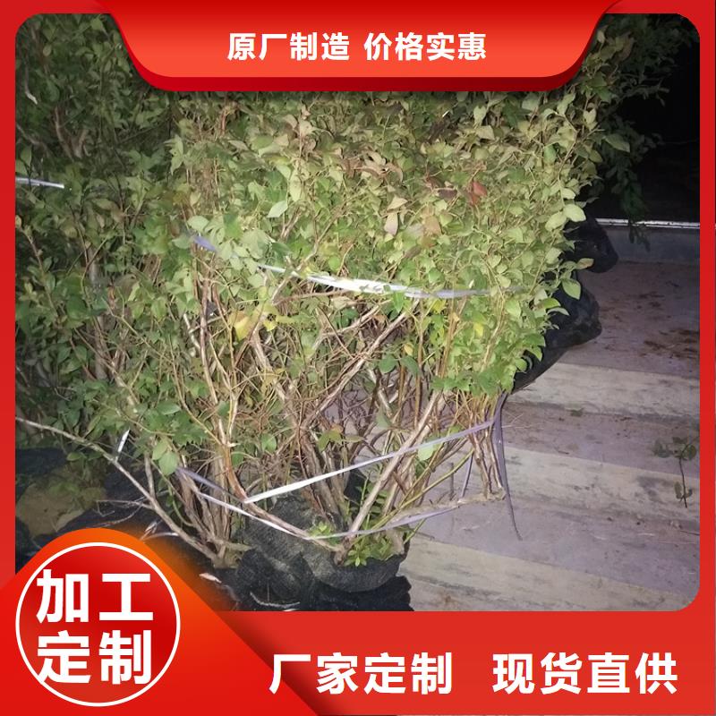 蓝莓苗欢迎咨询