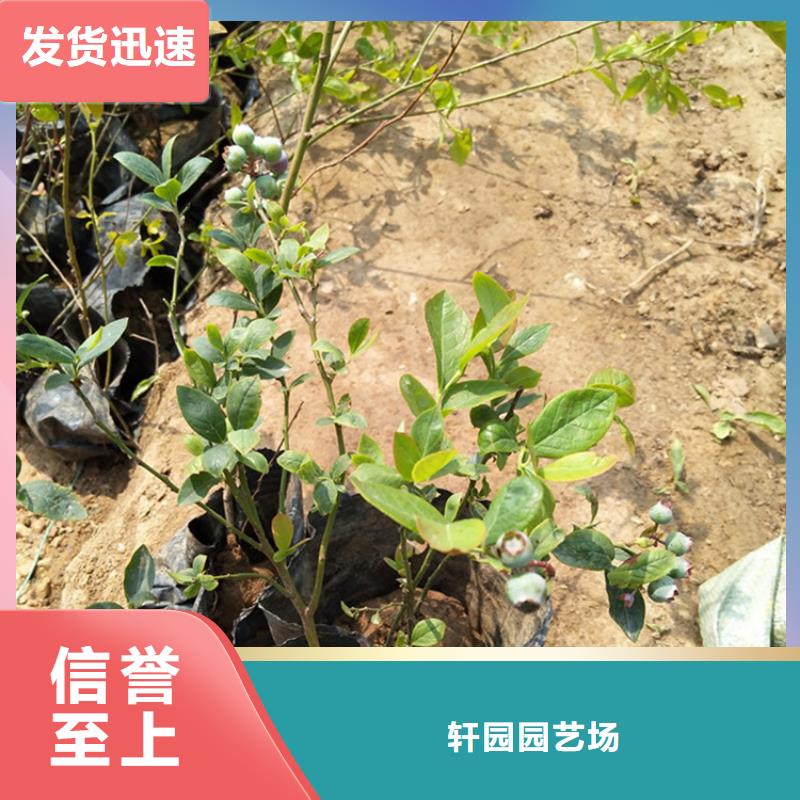珠宝蓝莓苗欢迎咨询