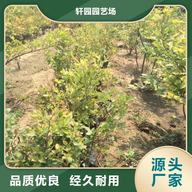 结果蓝莓树基地