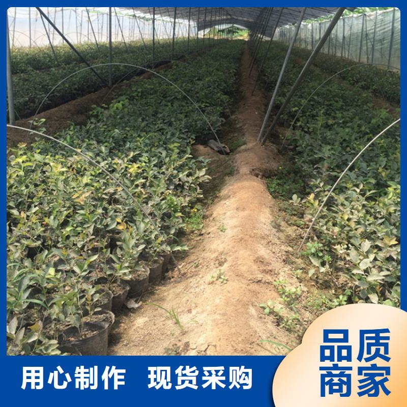 结果蓝莓树基地