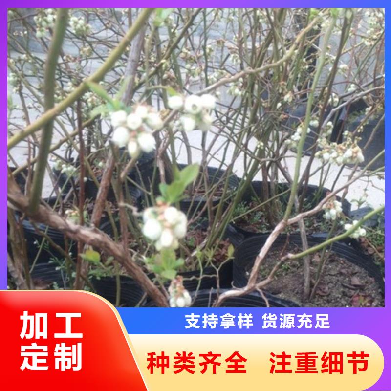 蓝莓苗欢迎咨询