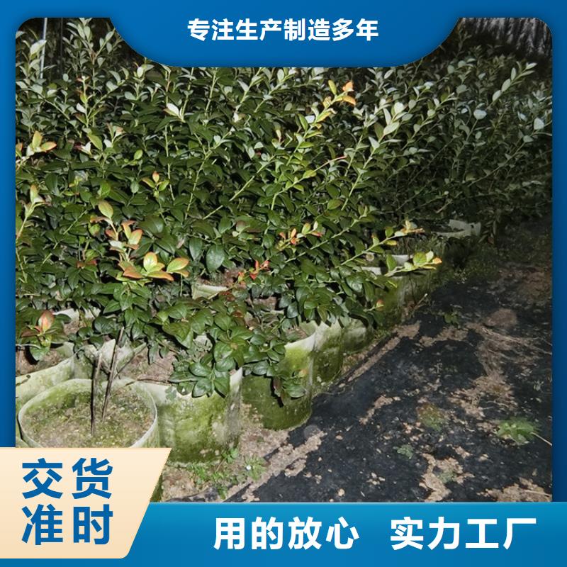 结果蓝莓树基地