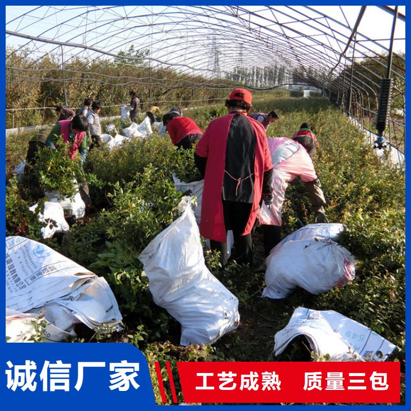 珠宝蓝莓苗欢迎咨询