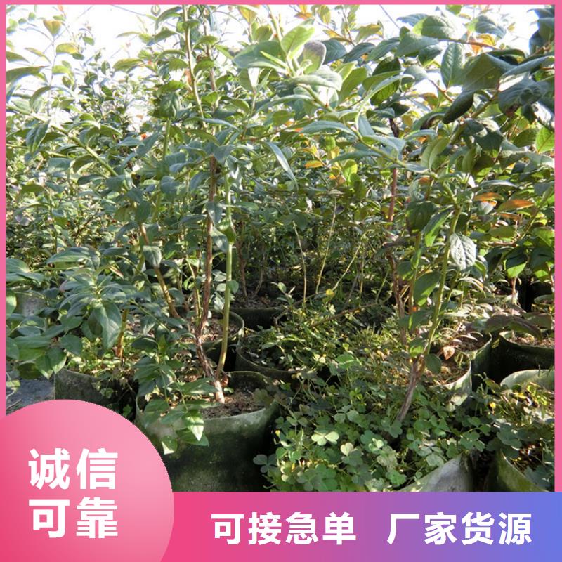 珠宝蓝莓苗欢迎咨询