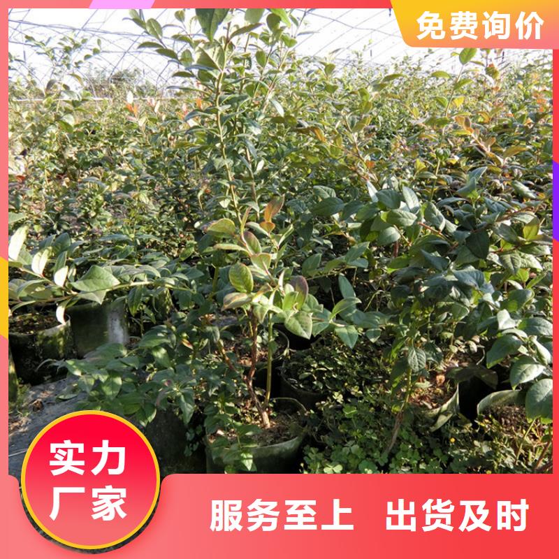 蓝莓苗根系发达