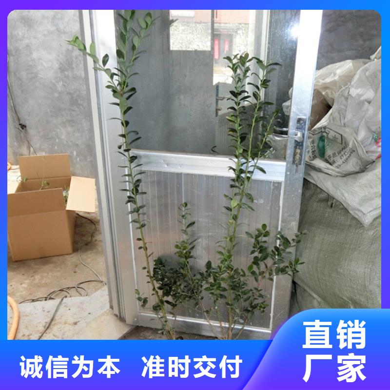 蓝莓苗无花果苗规格齐全实力厂家