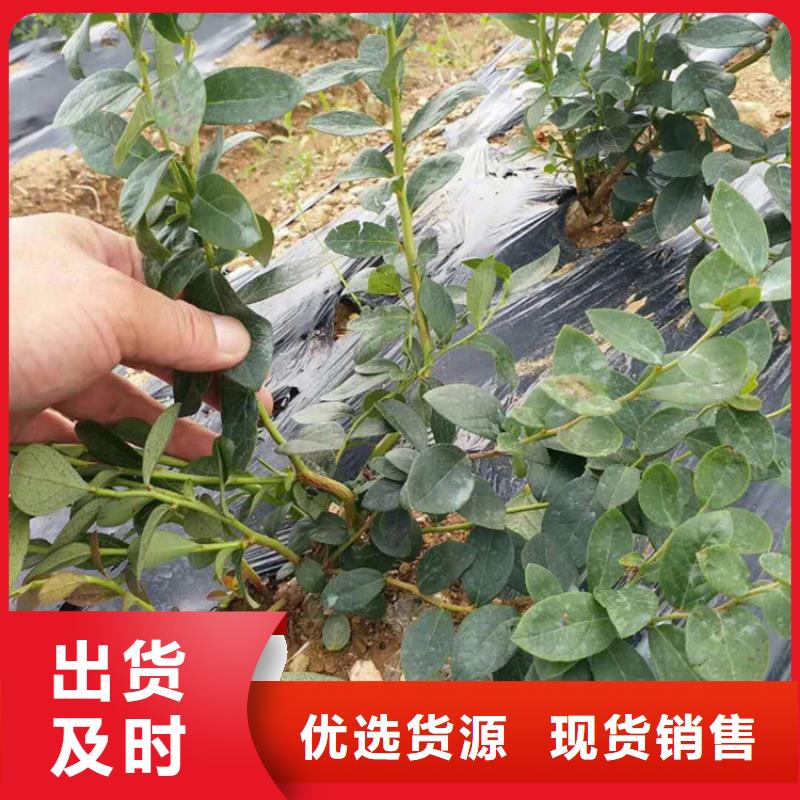 珠宝蓝莓苗欢迎咨询