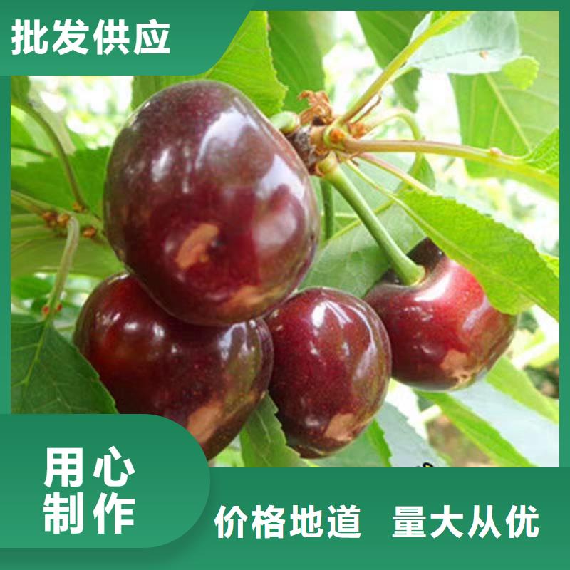 车厘子苗当年结果树
