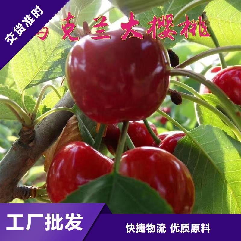 樱桃北美冬青质量牢靠