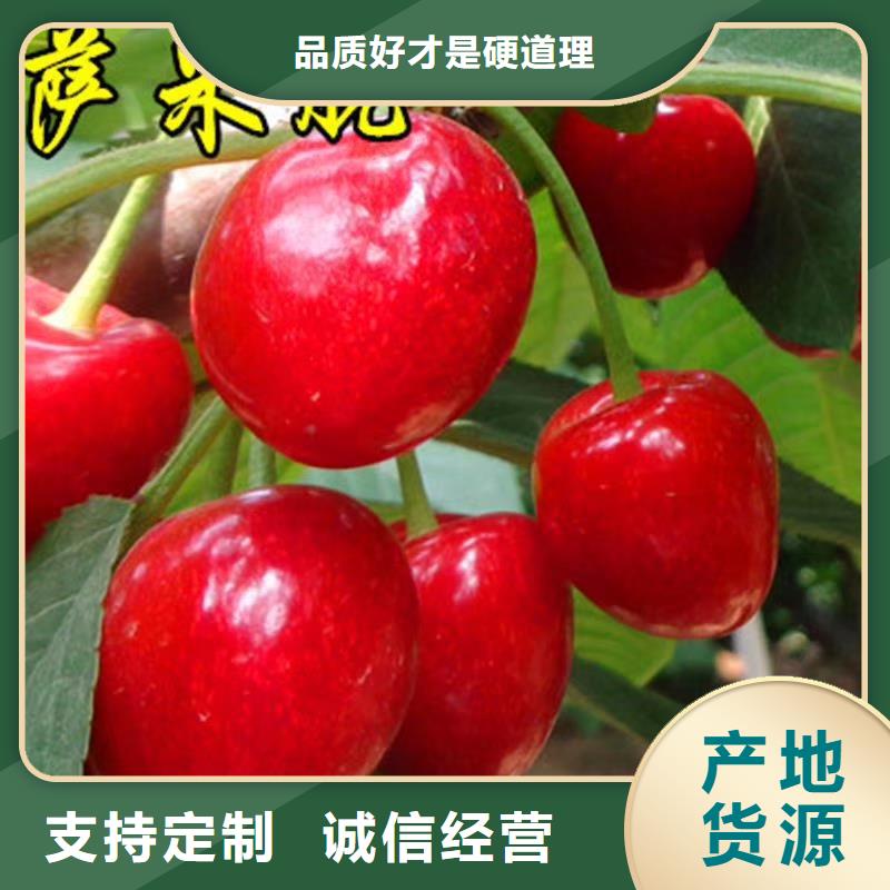 大樱桃苗育苗基地