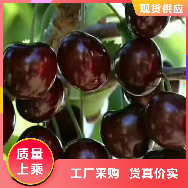 车厘子苗当年结果树