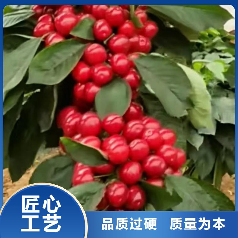 大樱桃树苗怎么卖批发零售