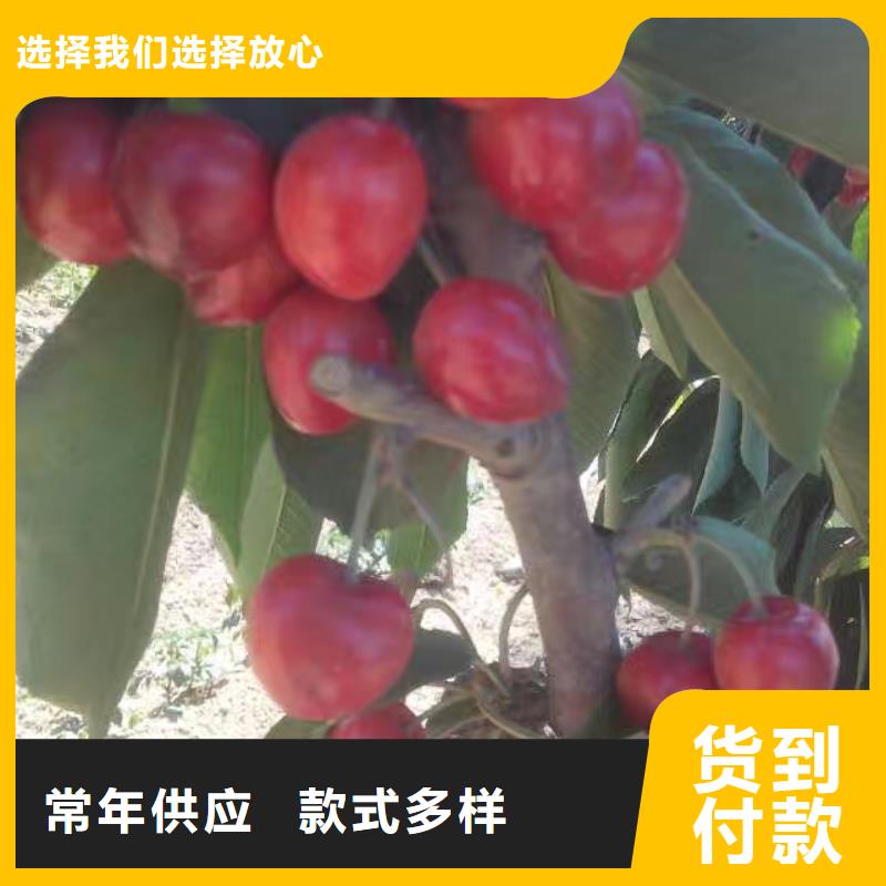 【樱桃板栗苗厂家供应】