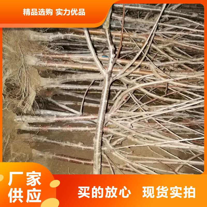 嫁接樱桃苗经济效益