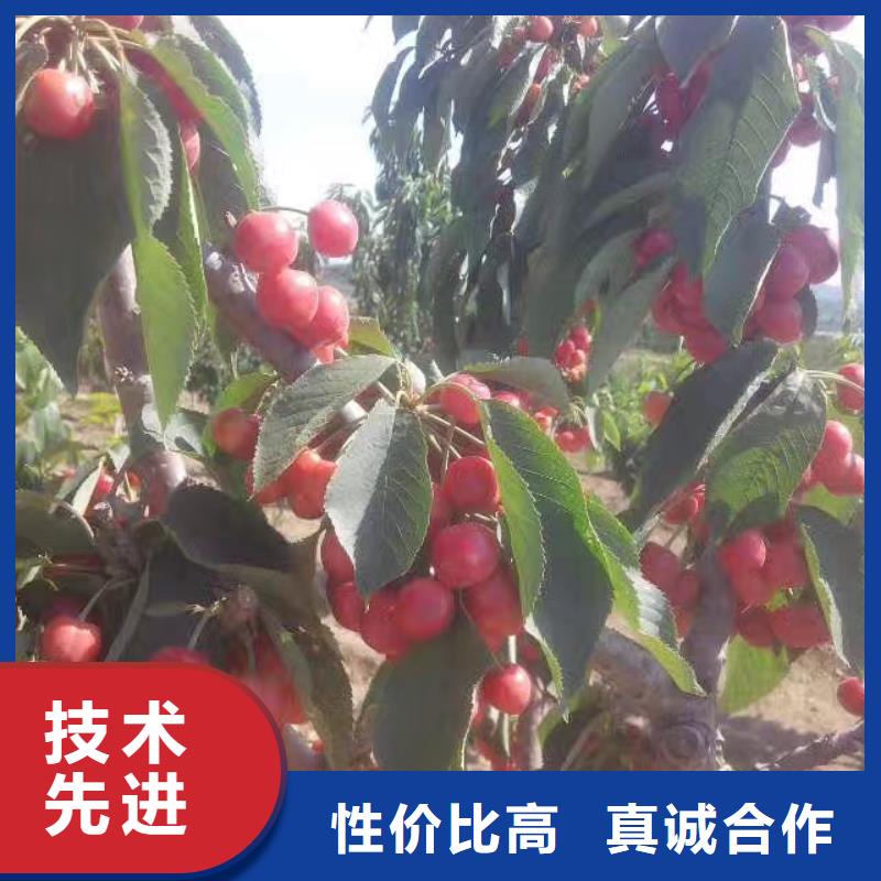 大樱桃苗适合种植地区