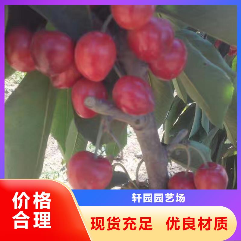 樱桃北美冬青质量牢靠