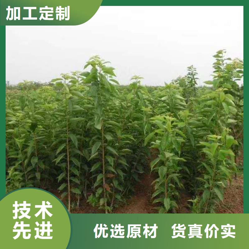 大樱桃树苗量大从优