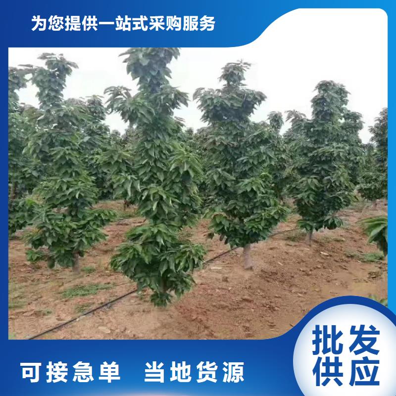 大樱桃树苗怎么卖批发零售