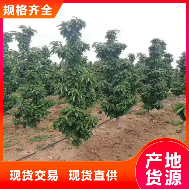 嫁接樱桃苗经济效益