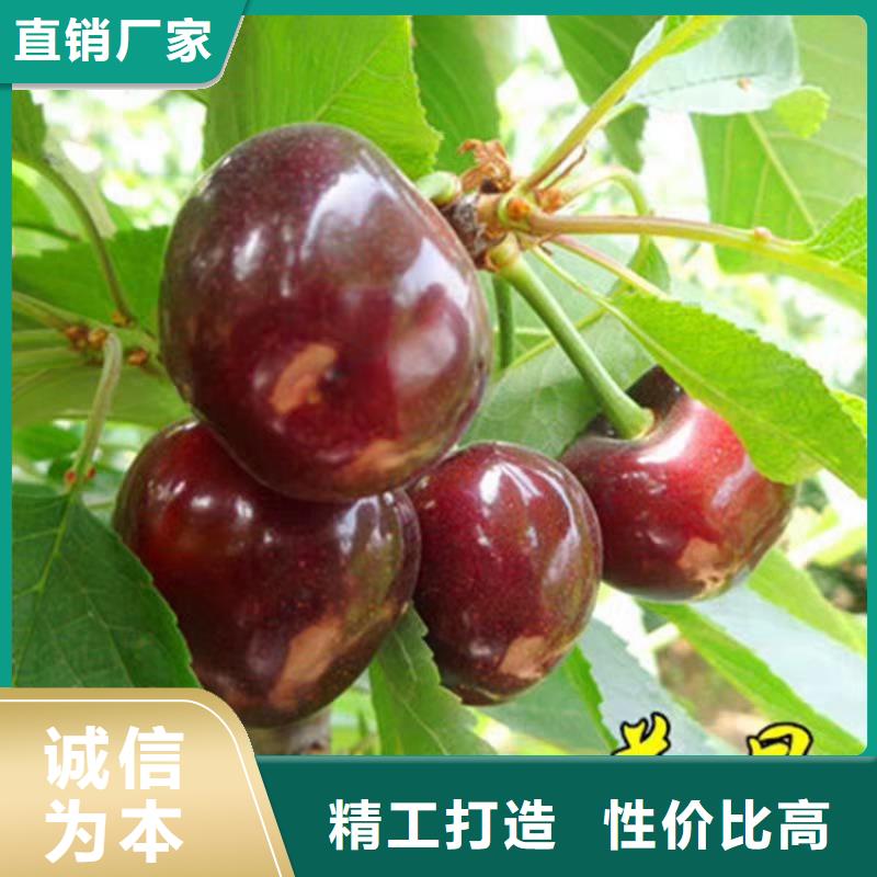 科迪亚樱桃苗现挖苗现发货