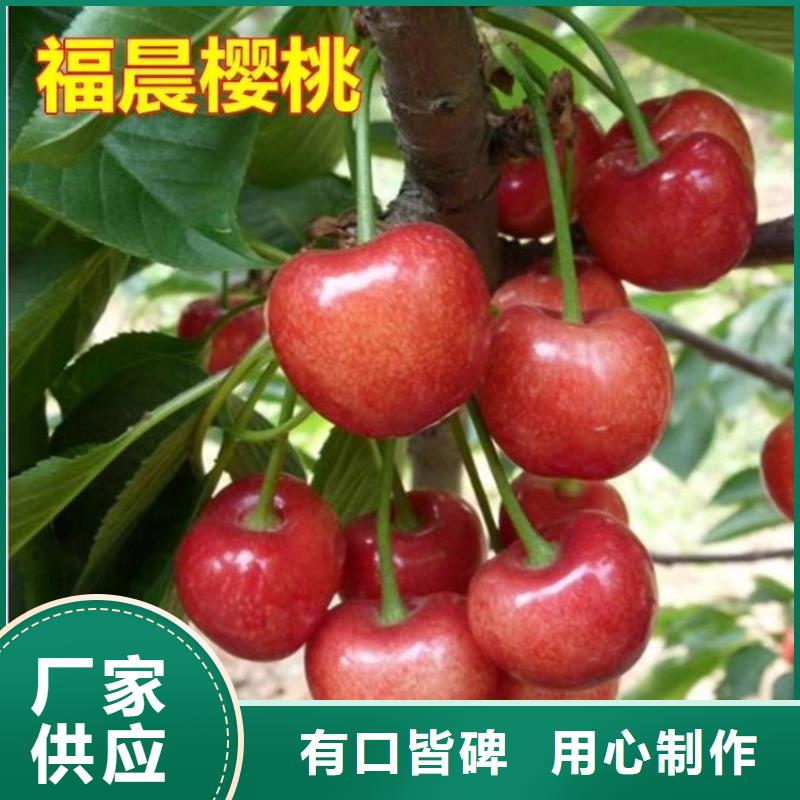 矮化大樱桃树苗种植技术