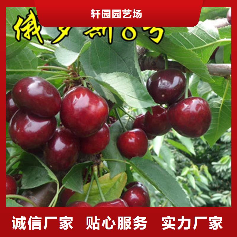 樱桃樱桃苗来图定制量大从优