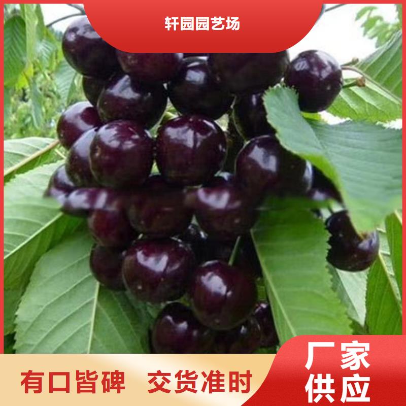 科迪亚樱桃苗现挖苗现发货