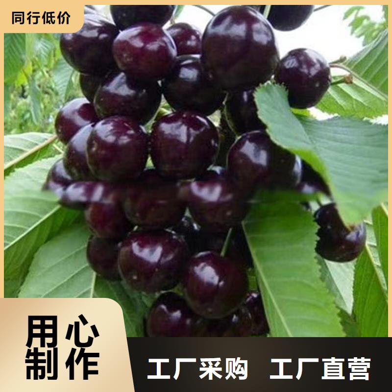 樱桃樱桃苗来图定制量大从优