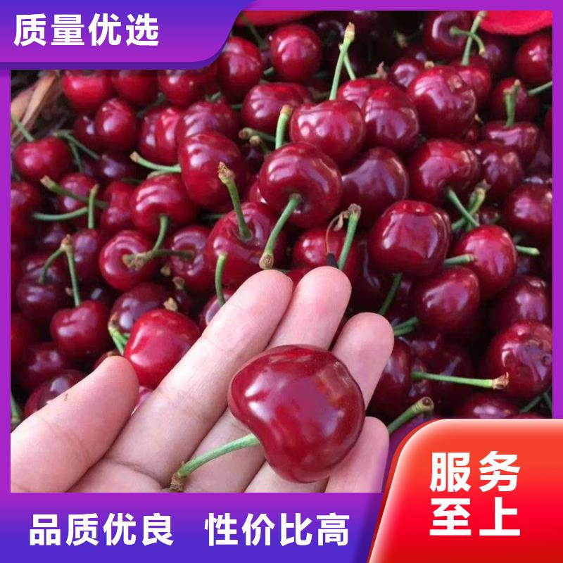 大樱桃树苗一亩地栽多少棵